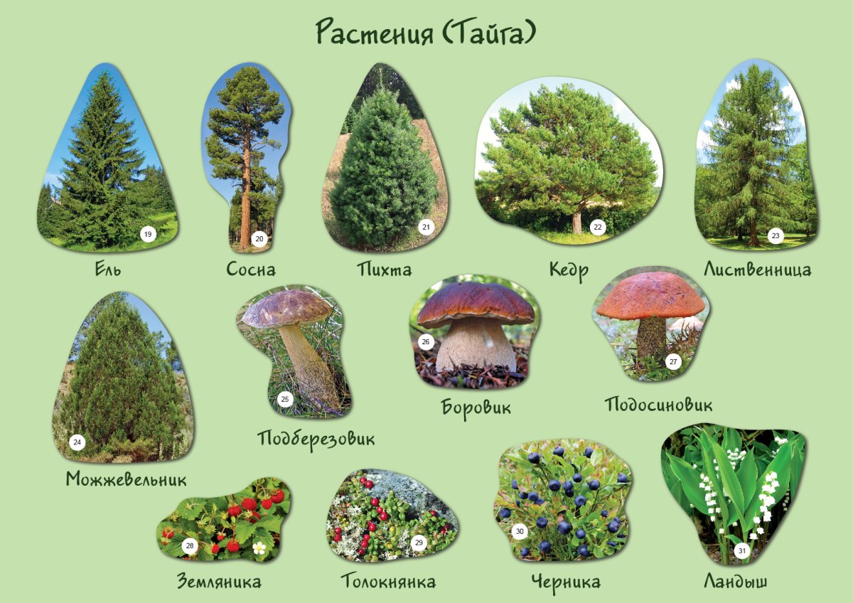 Растения тайги