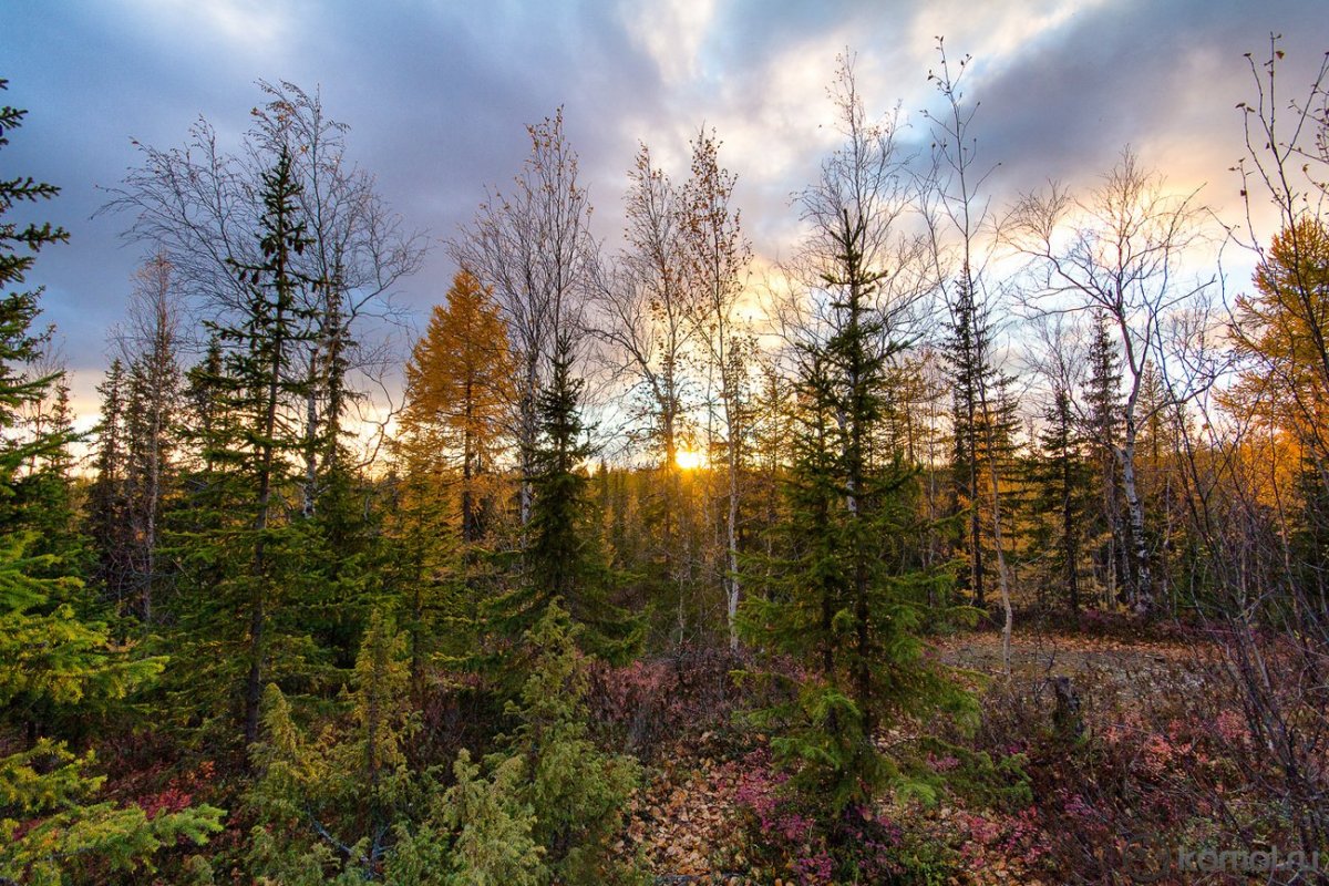 Лес пихта кедр