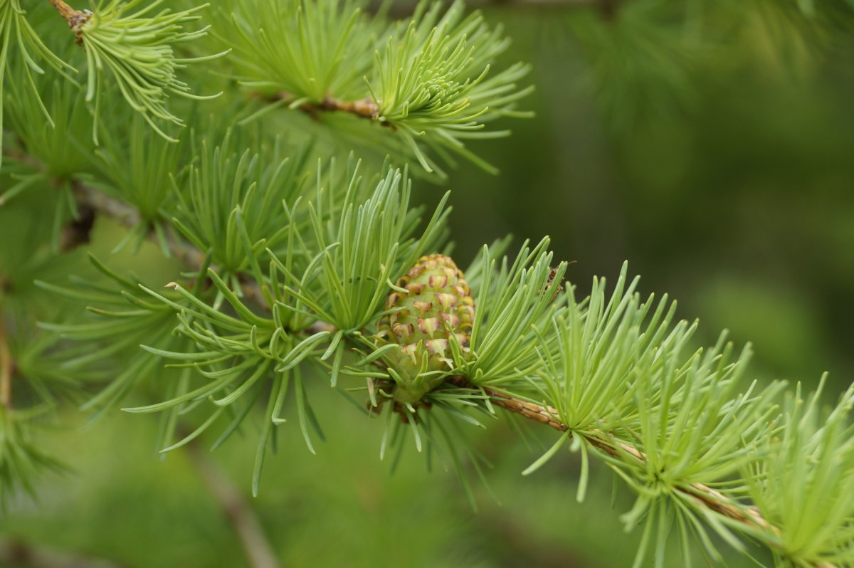 Елово Пихтовая Тайга