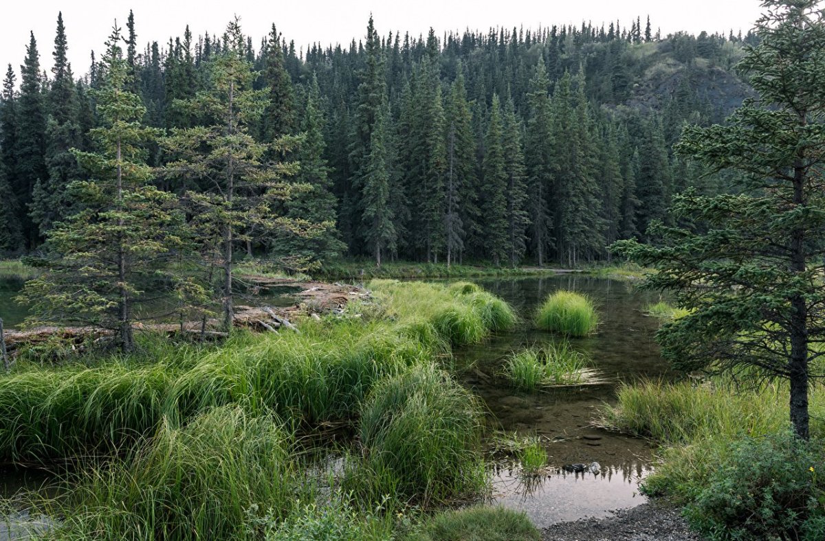 Кедр темнохвойная Тайга