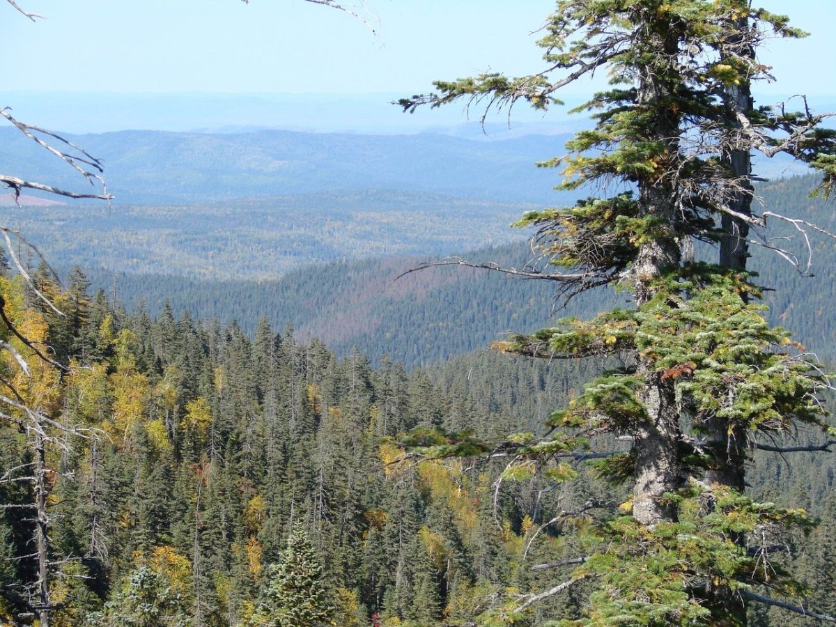 Багульник Таежный