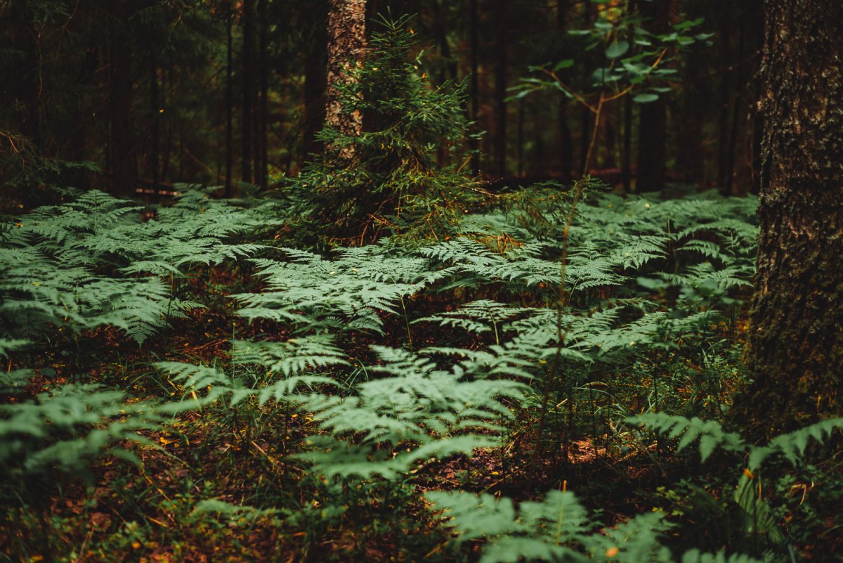 Полярная роза лиственница