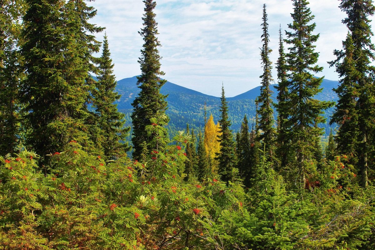 Хвойники картинки