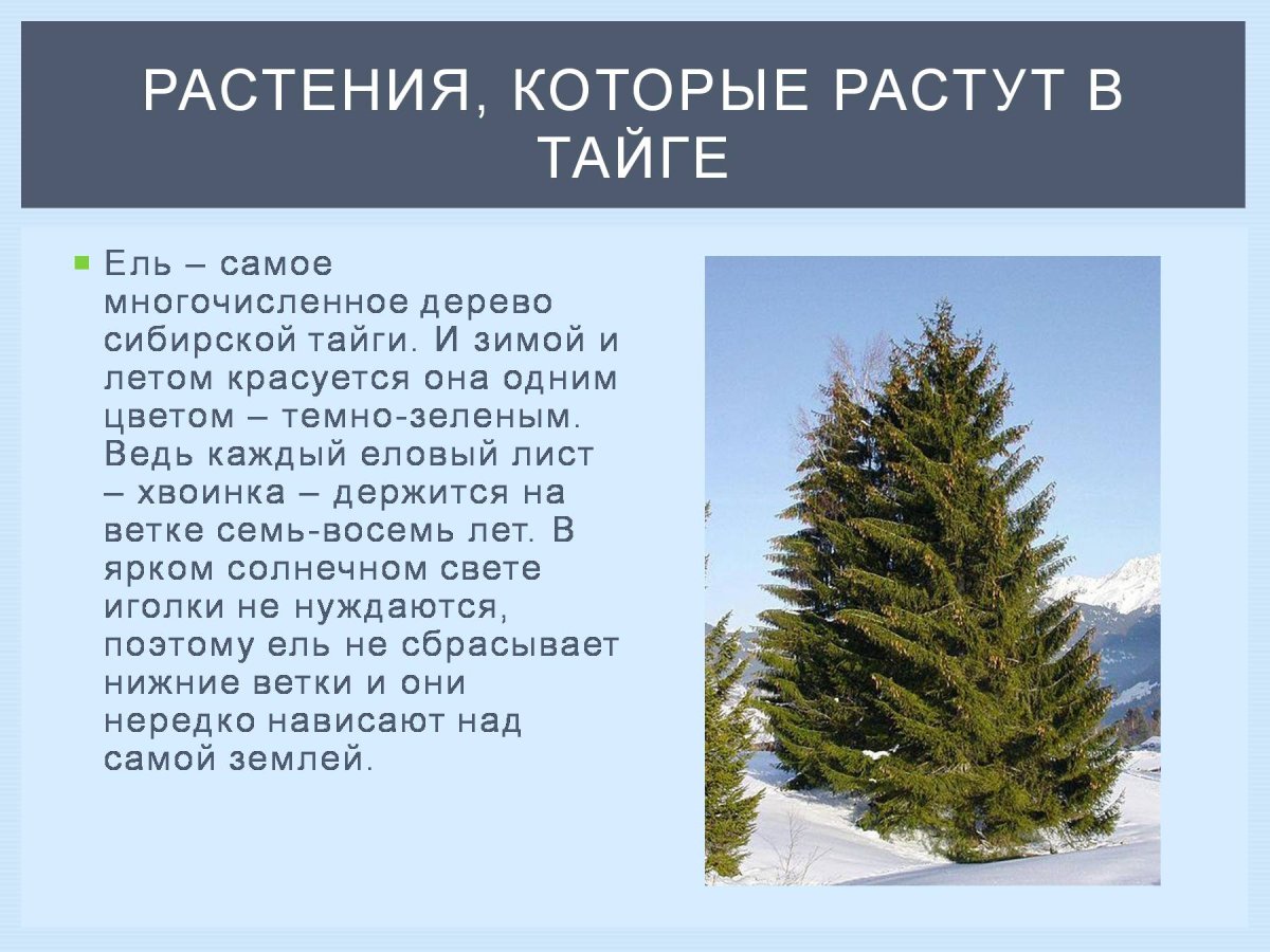 Ягода Северная шикша