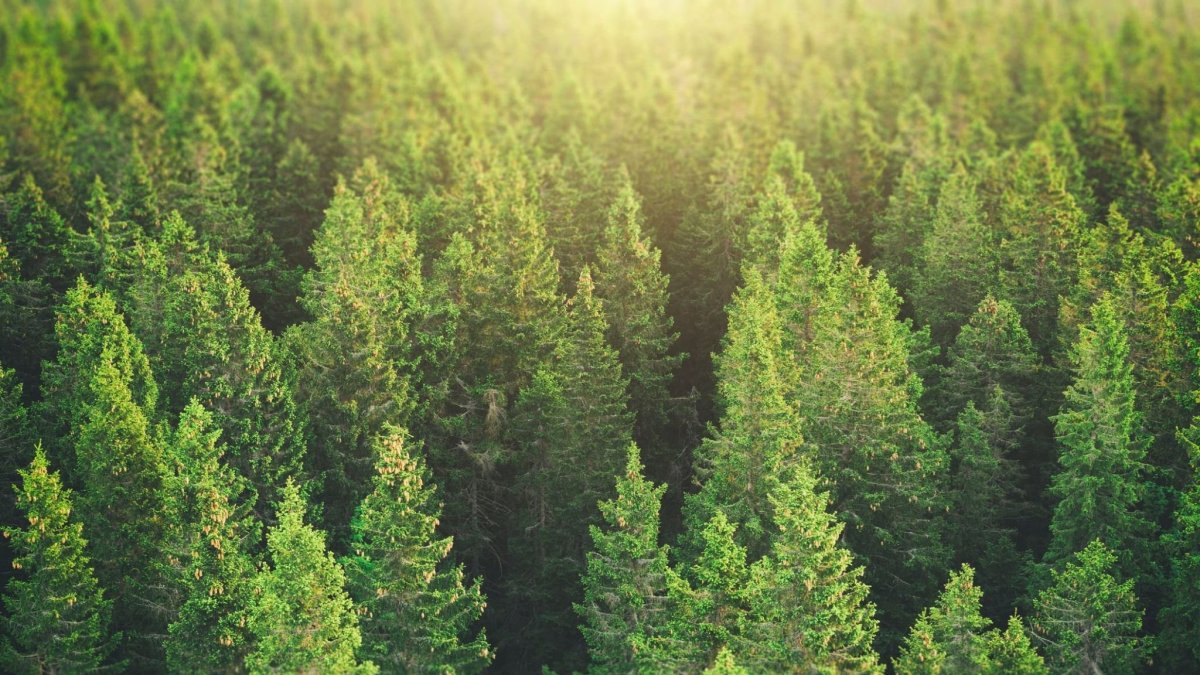 Пихта кедр Сибирский