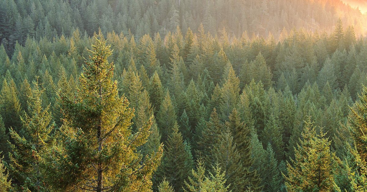 Восточно Сибирская Тайга растительность