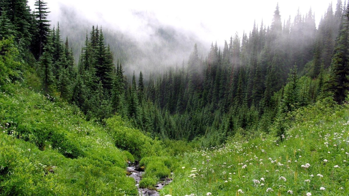 Тайга растения презентация