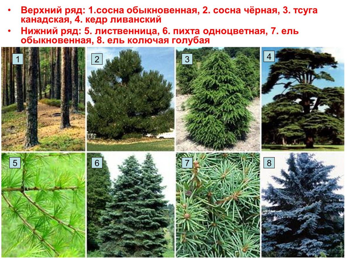 Хвойный лес