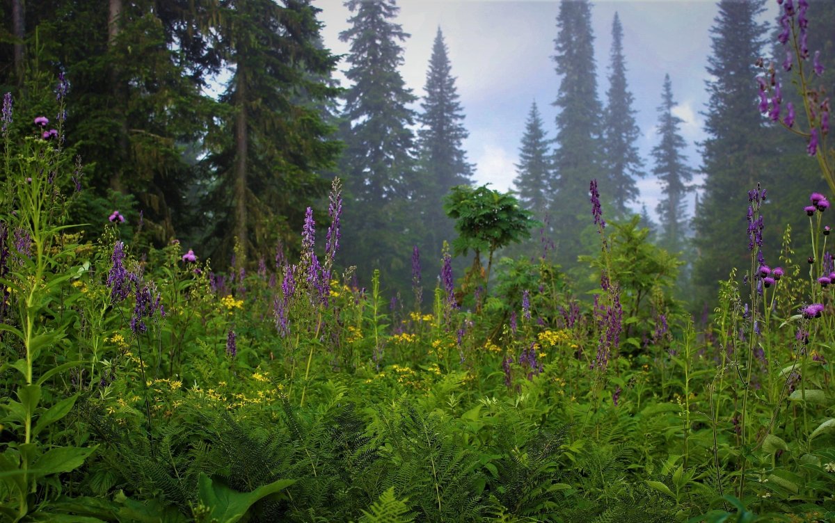 Тайга подлесок