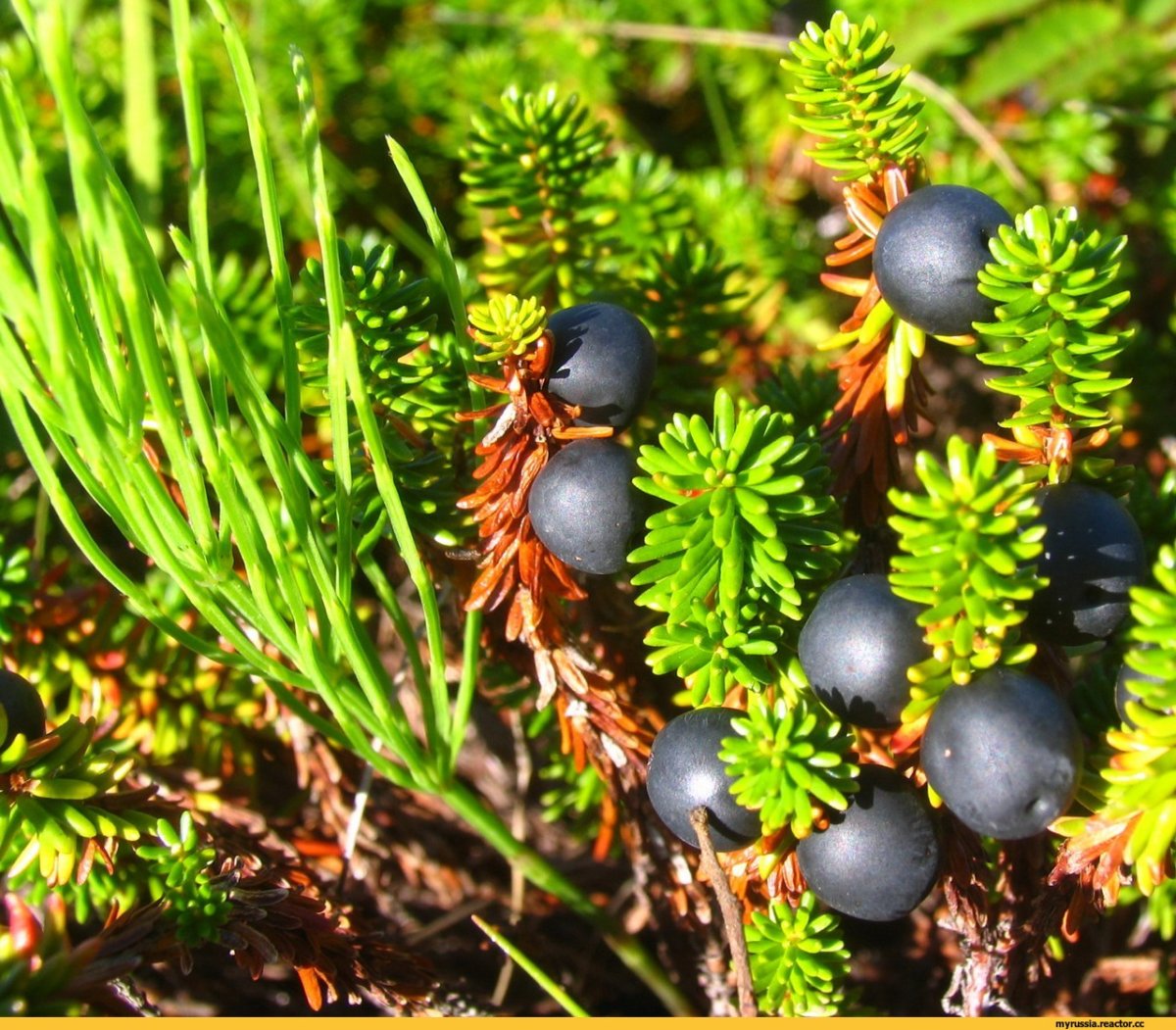 Тайга в тумане