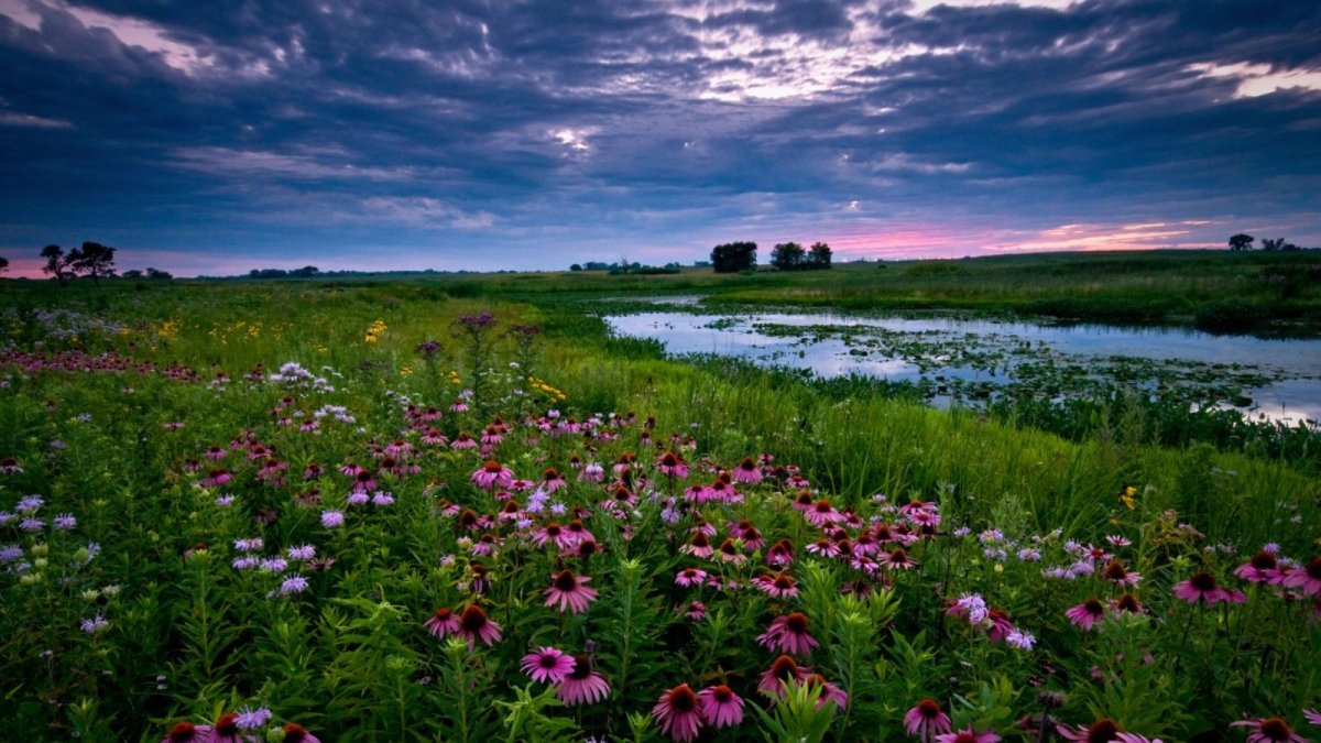 Июль природа