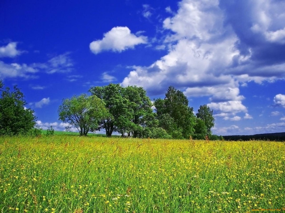 Июнь природа