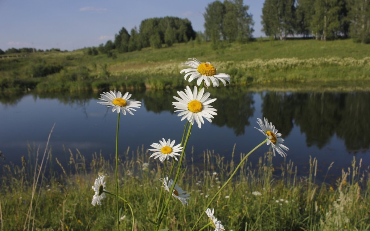 Июль природа