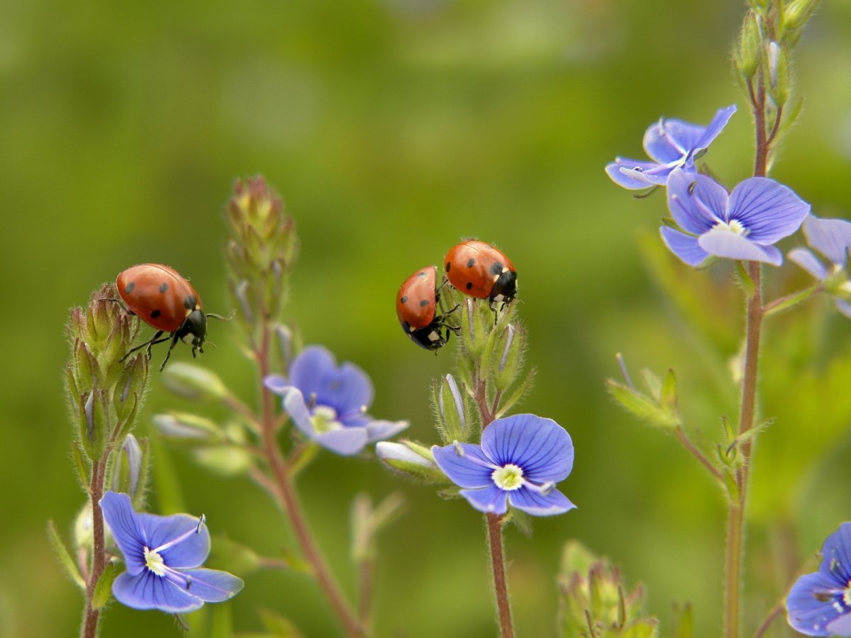 Полевые насекомые
