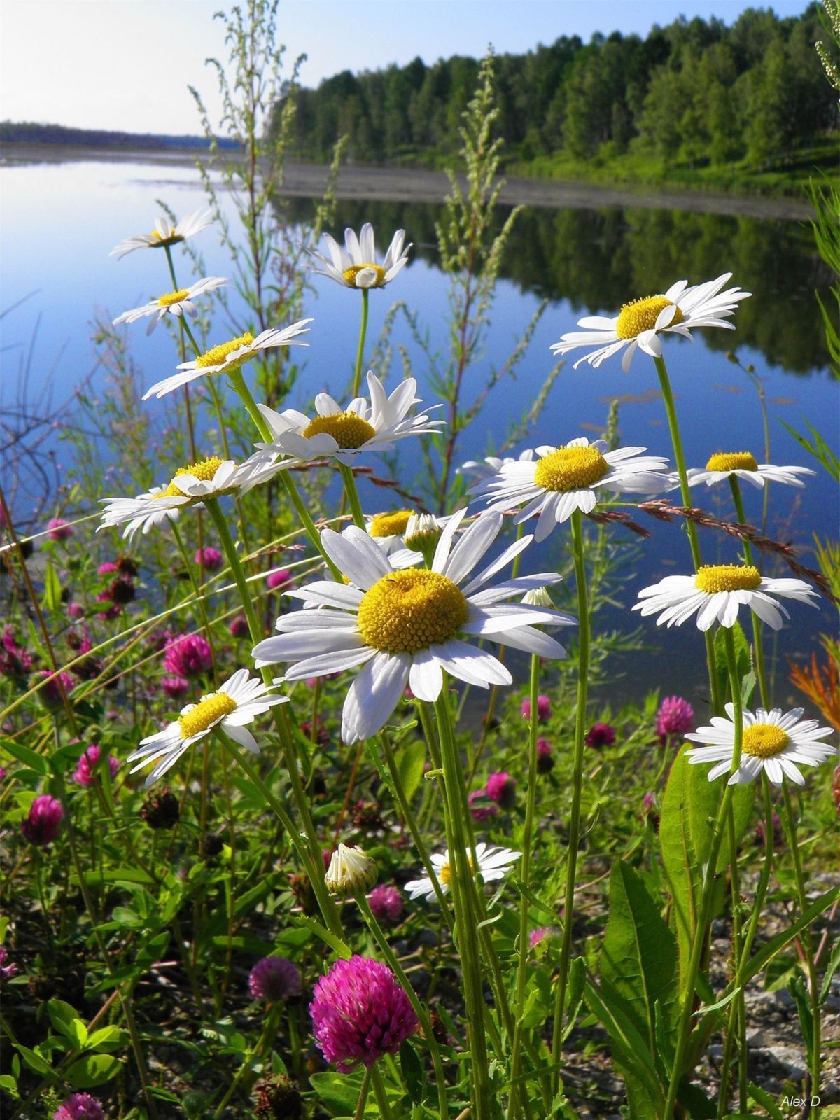 Лето природа