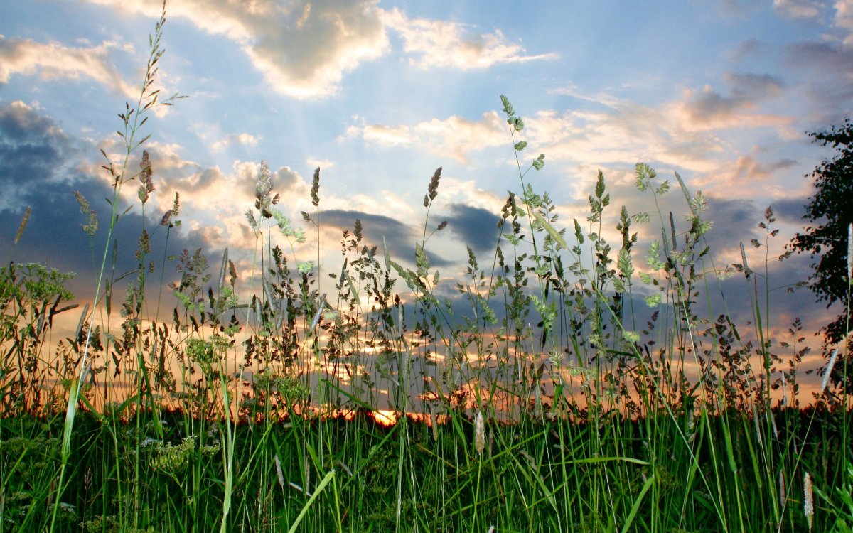 Июль природа