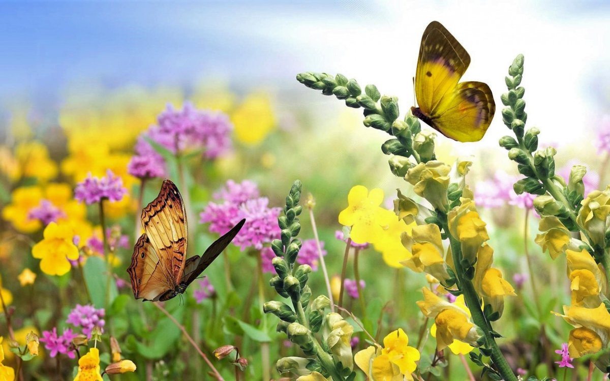 Лето бабочки
