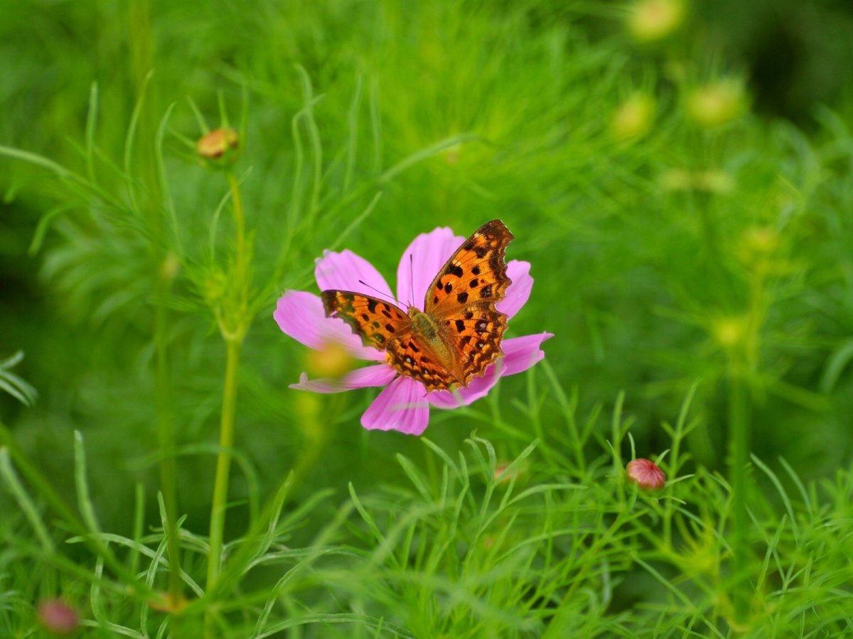 Здравствуй июль