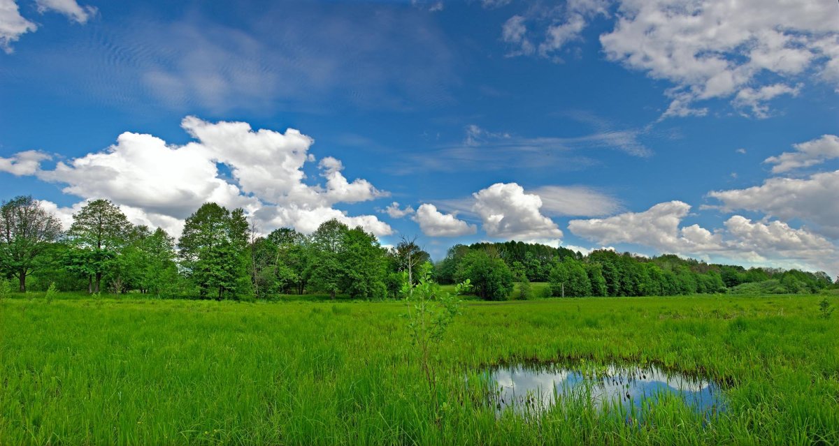 Июнь природа