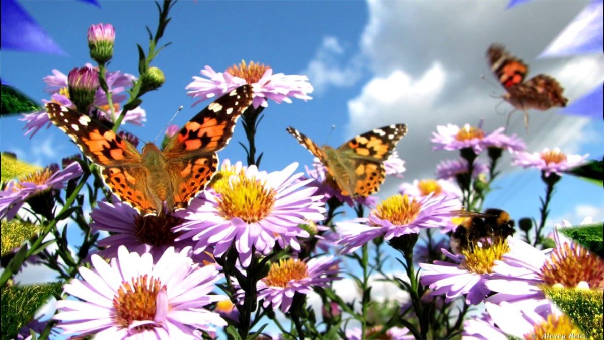 Красивые полевые цветы и бабочки