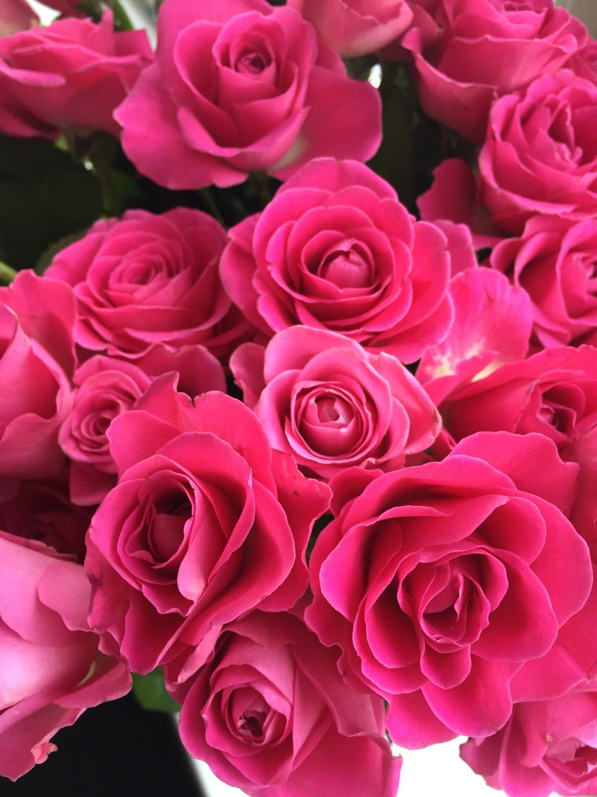 Розовые розы