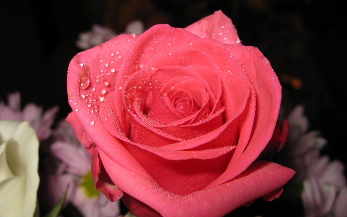 Самые красивые розы