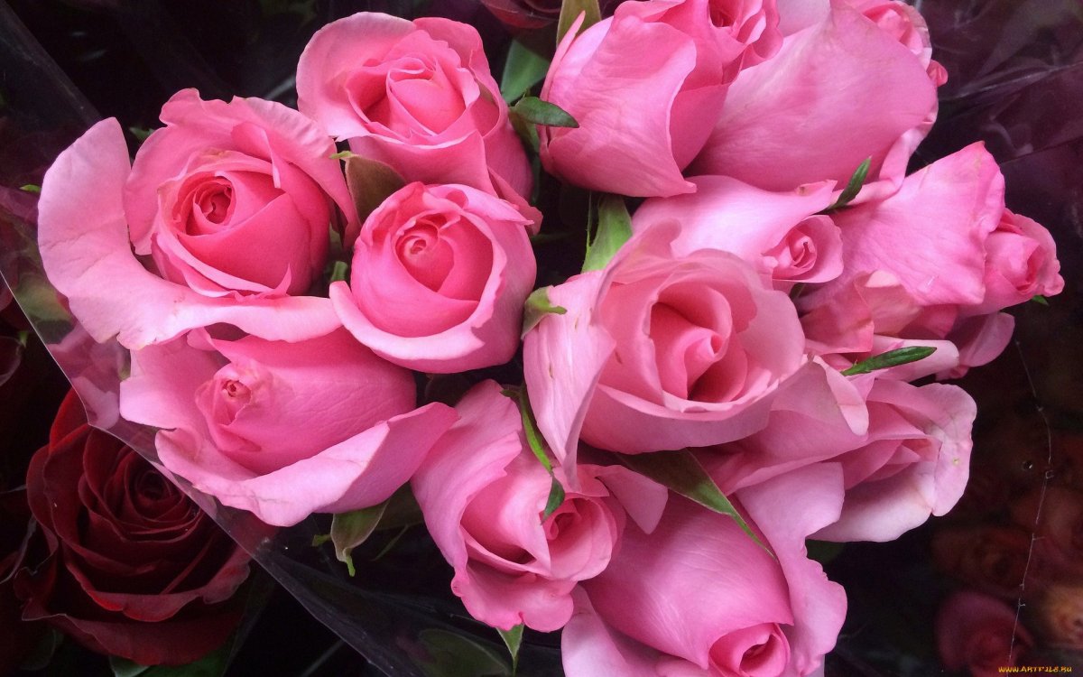 Пышные розы