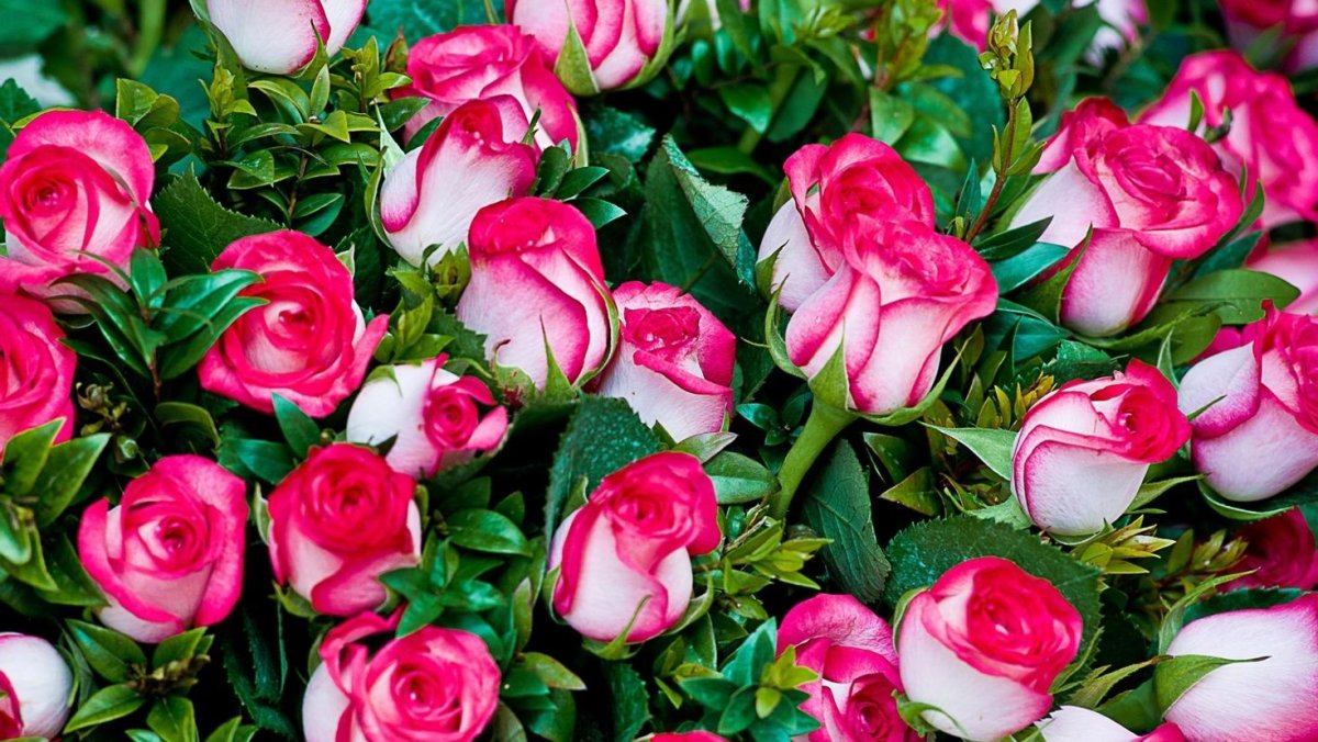 Шикарные цветы