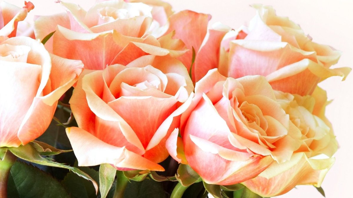 Шикарные цветы