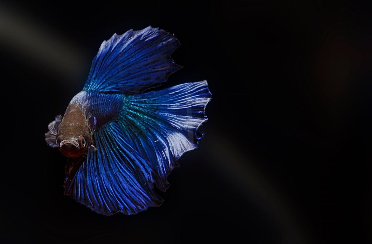 Японская Бойцовая рыбка