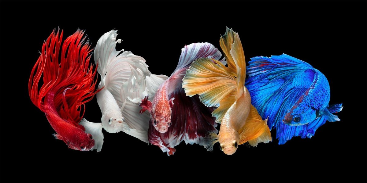 Петушок, Бойцовая рыбка бой