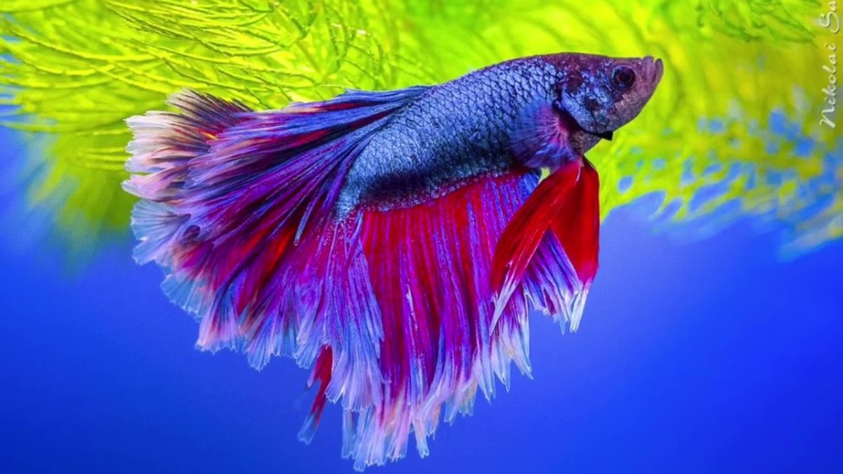 Сиамский петушок аквариумная рыбка
