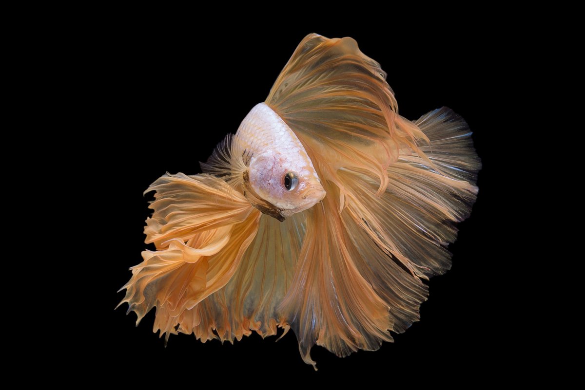 Сиамский петушок рыбка черная