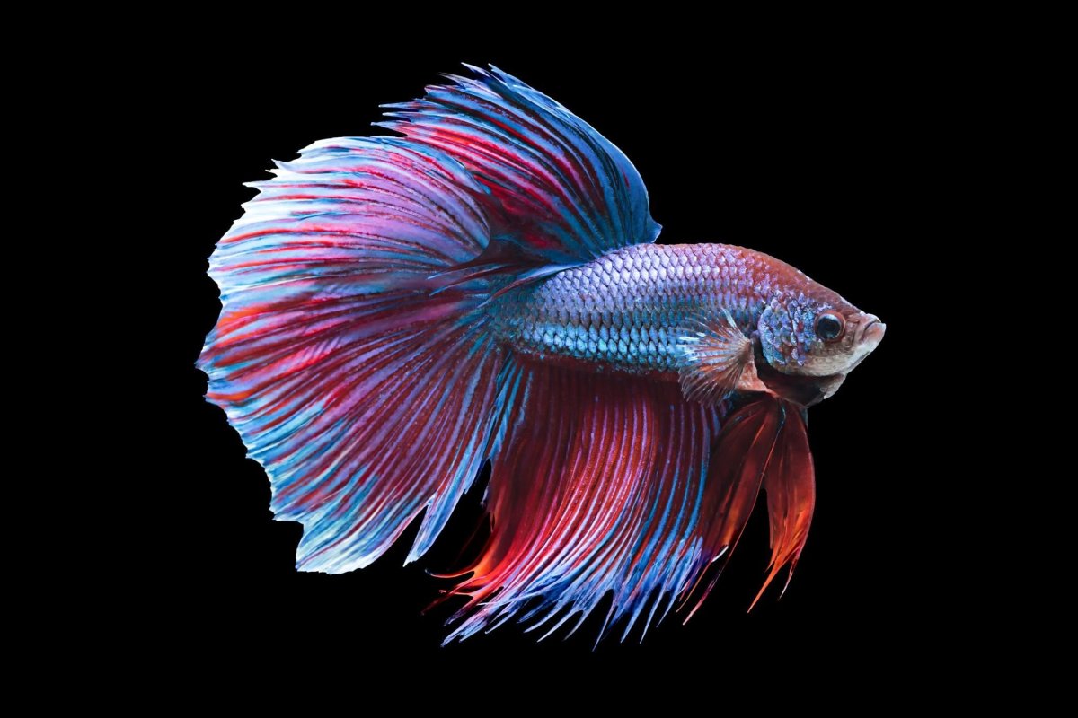 Петушки глофиш рыбки