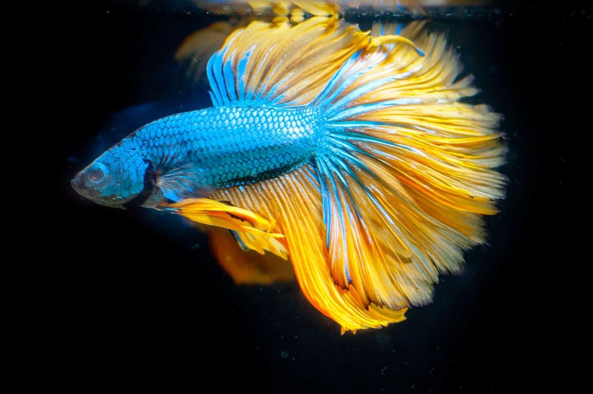 Рыбка петушок Бетта