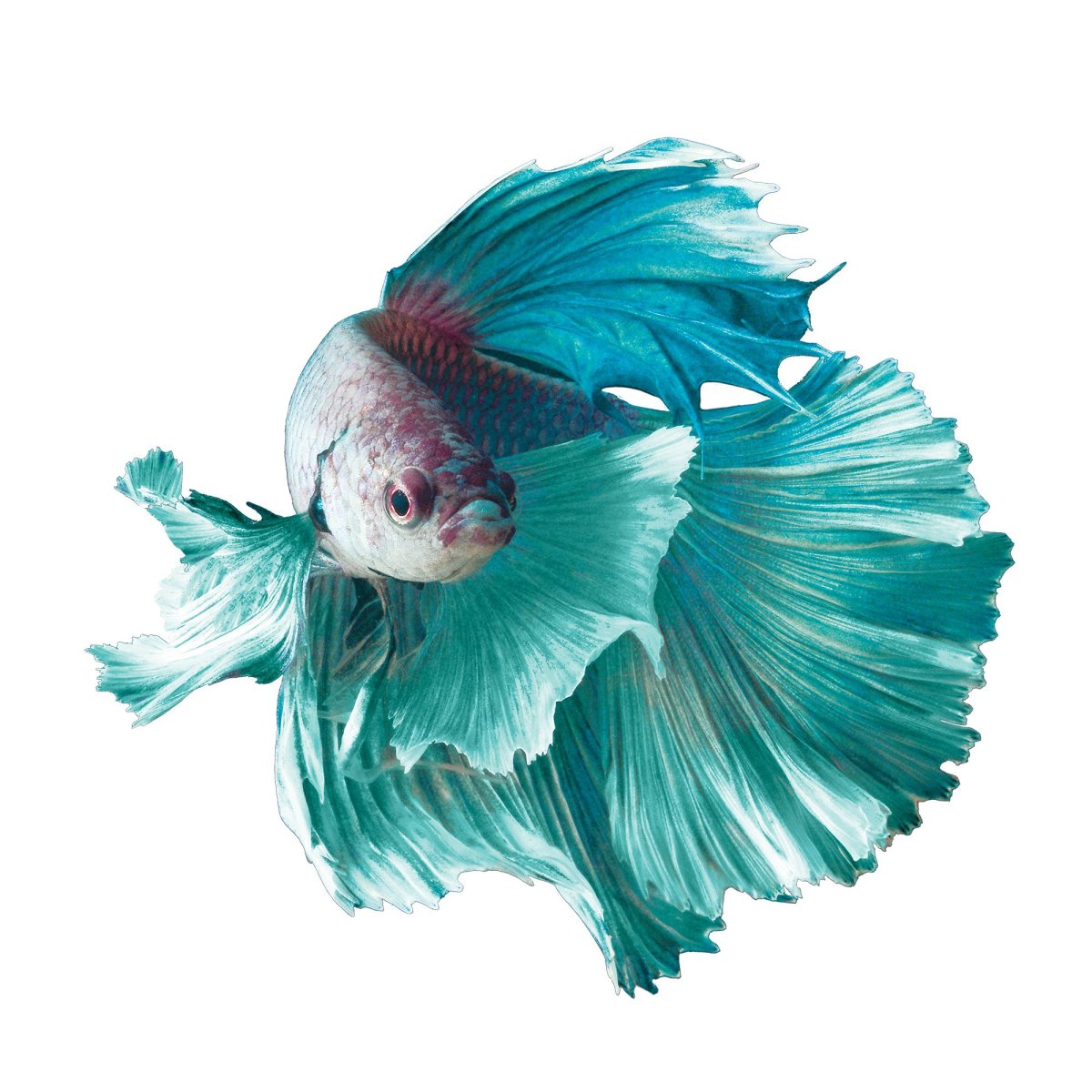 Betta Crowntail cambijian