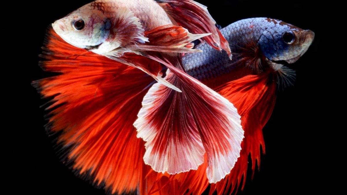 Гуппи вуалехвост