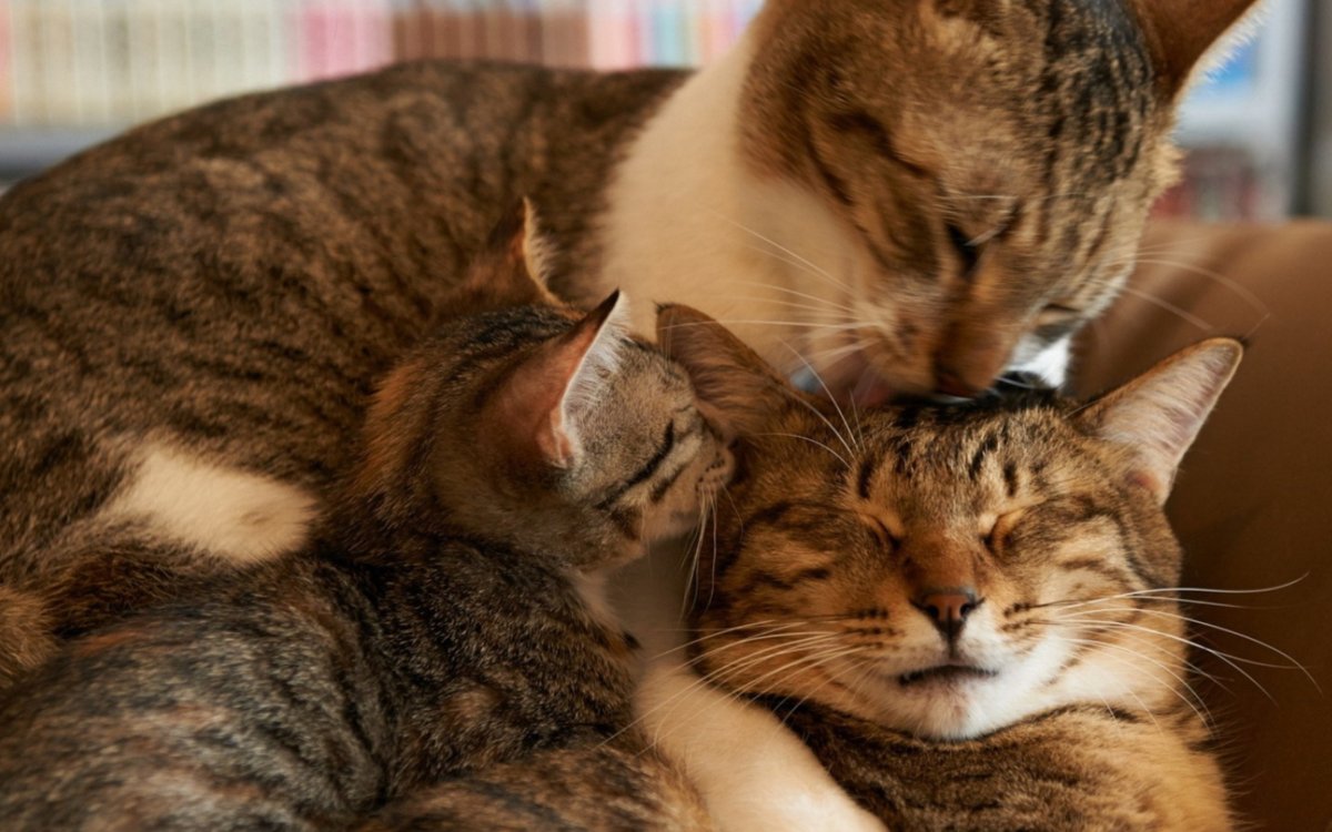 Котята с мамой