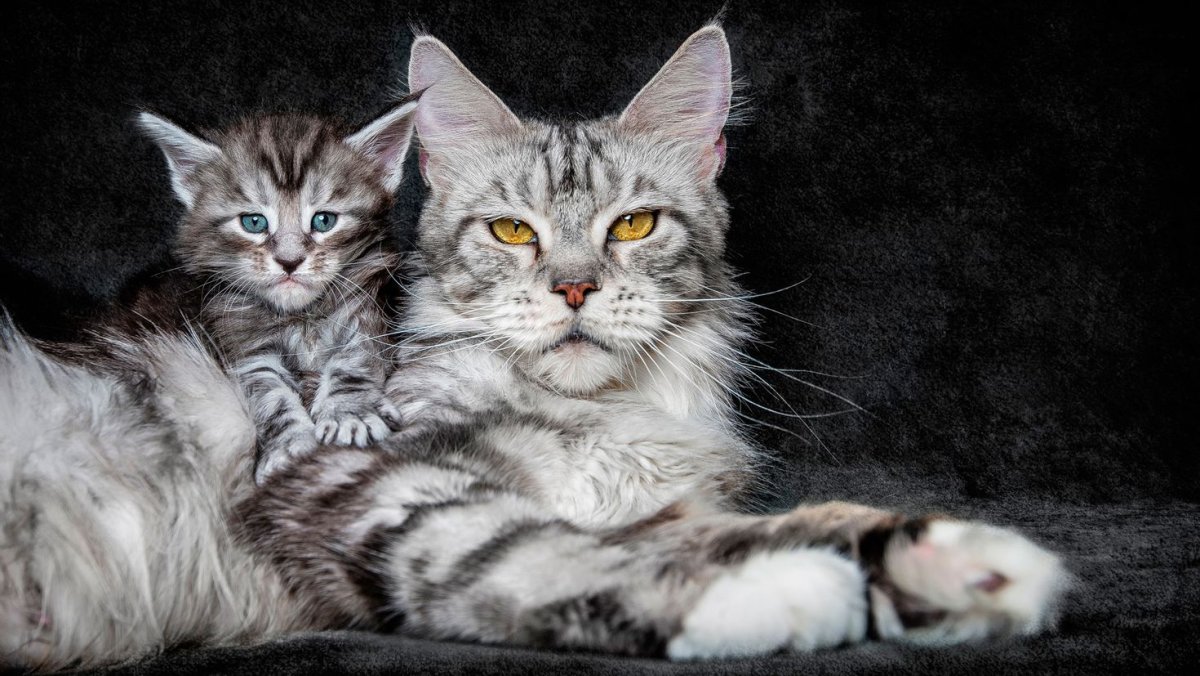 Котята с мамой