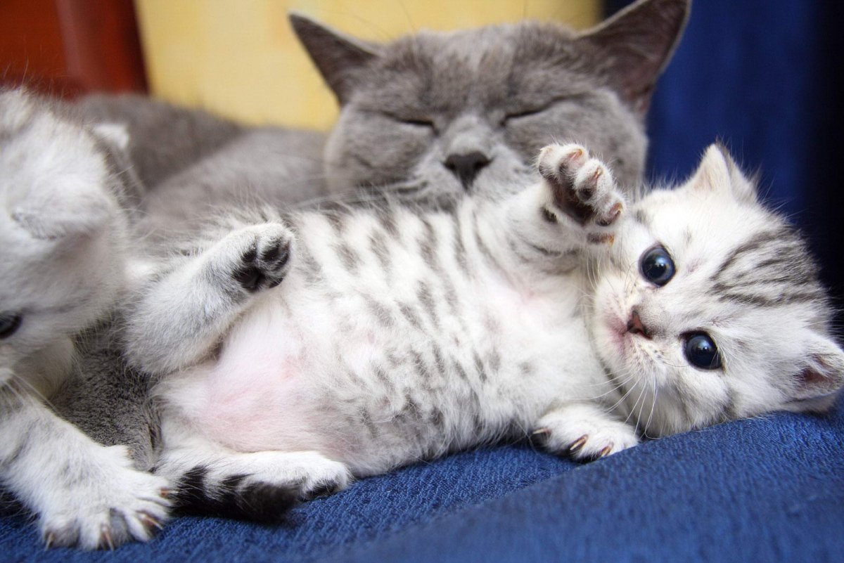 Котенок Коко