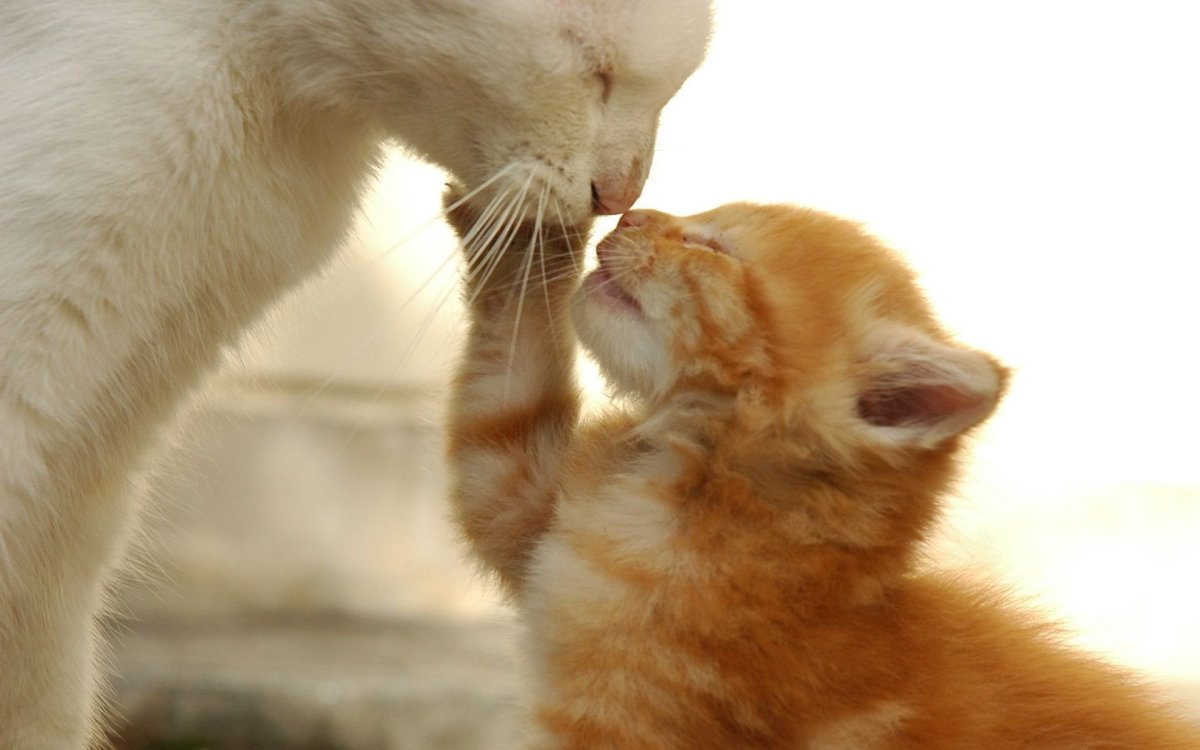 Кошка с котятами