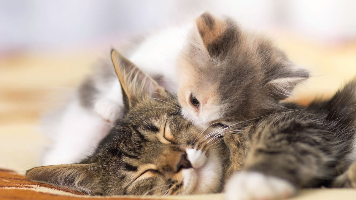 Красивые кошечки