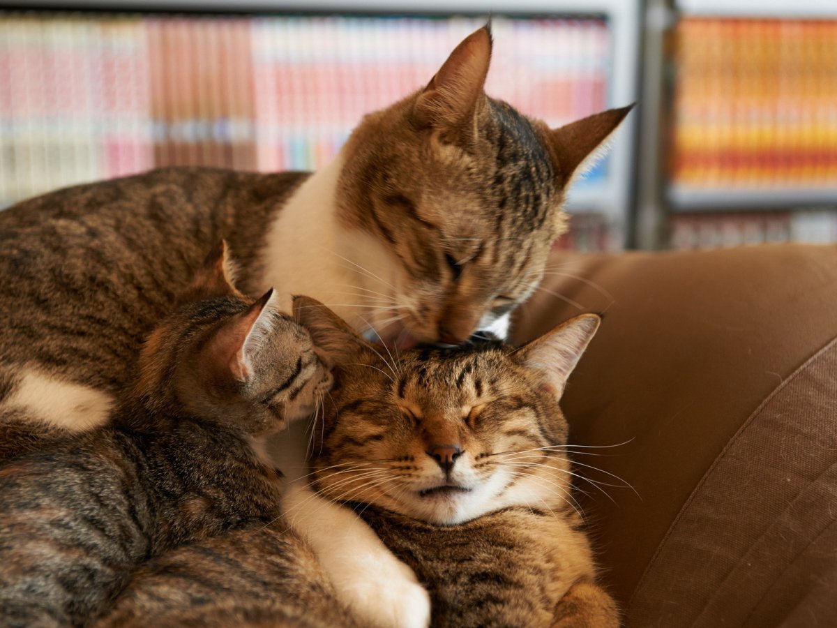 Кошка с котятами