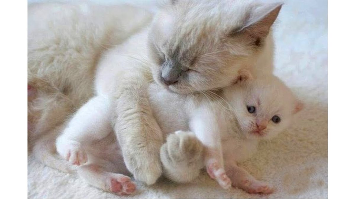 Британская кошка котенок