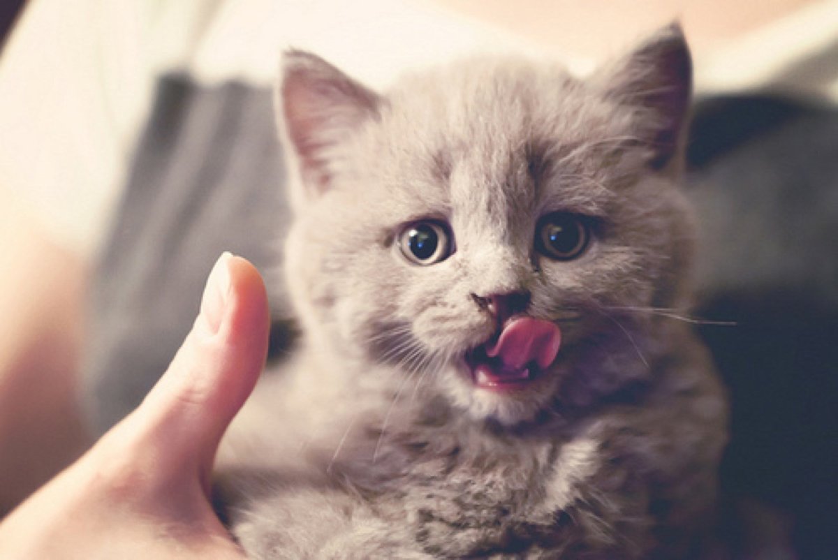 Милые котики на аву