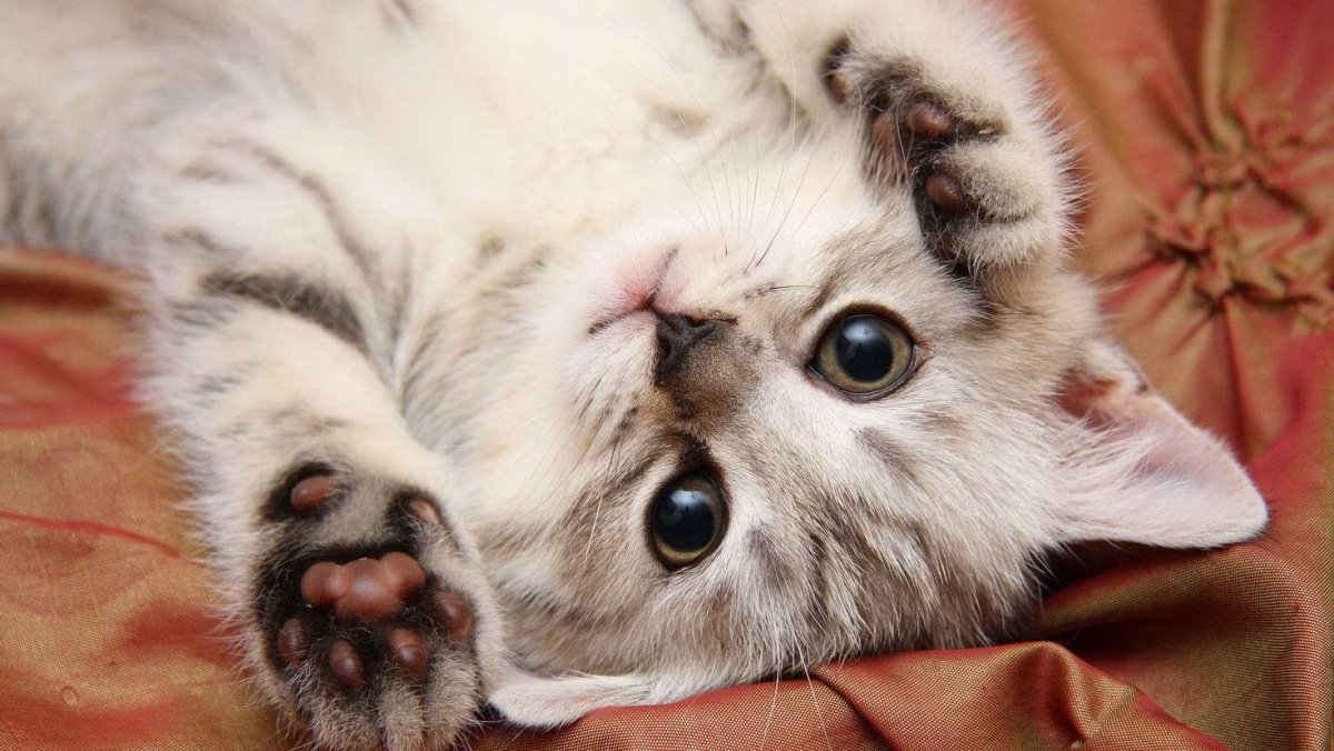 Милые кошечки