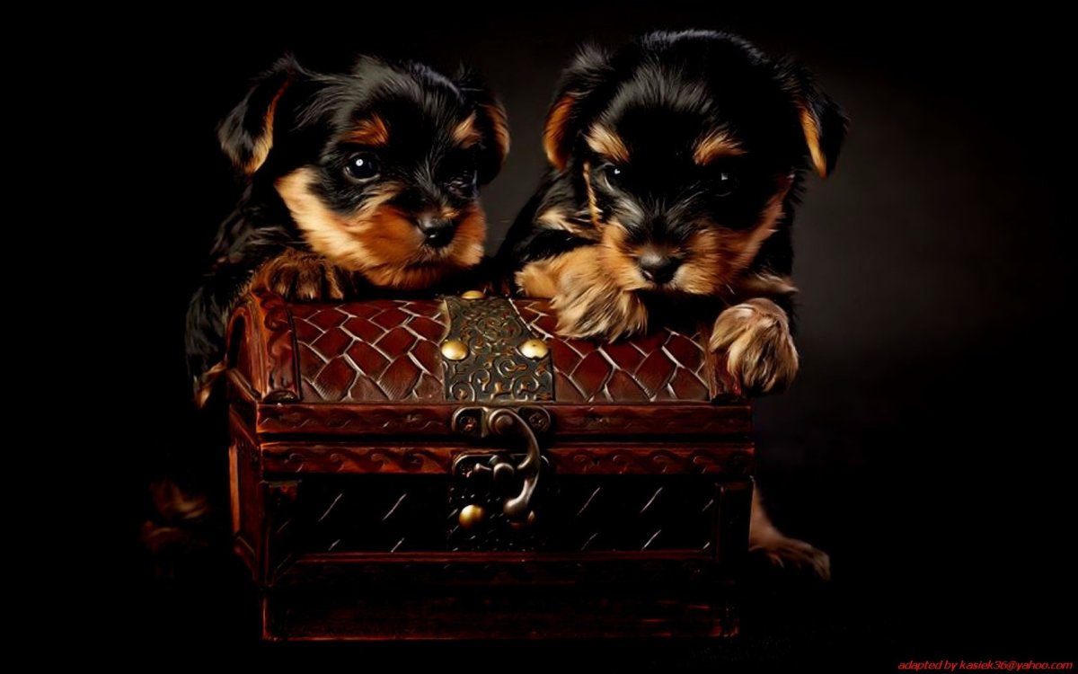 Добрый вечер собачки