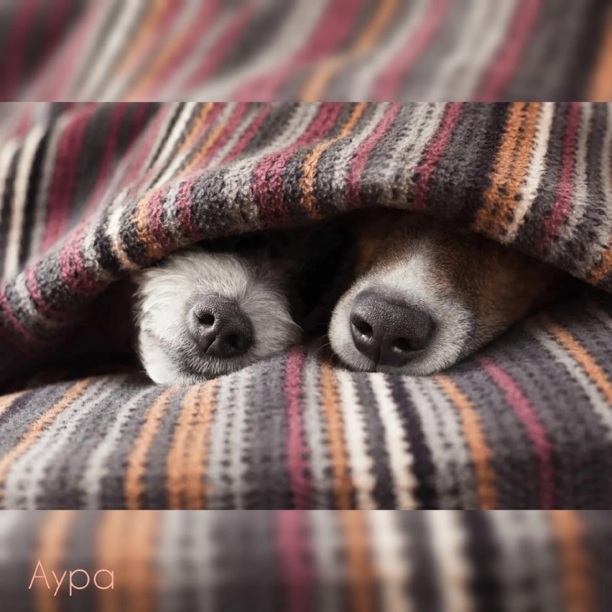 Собака под одеялом