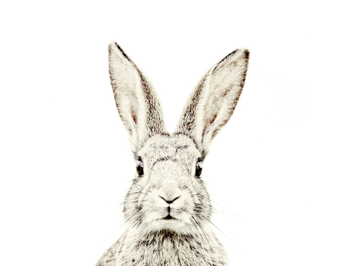 Бегущий заяц на прозрачном фоне