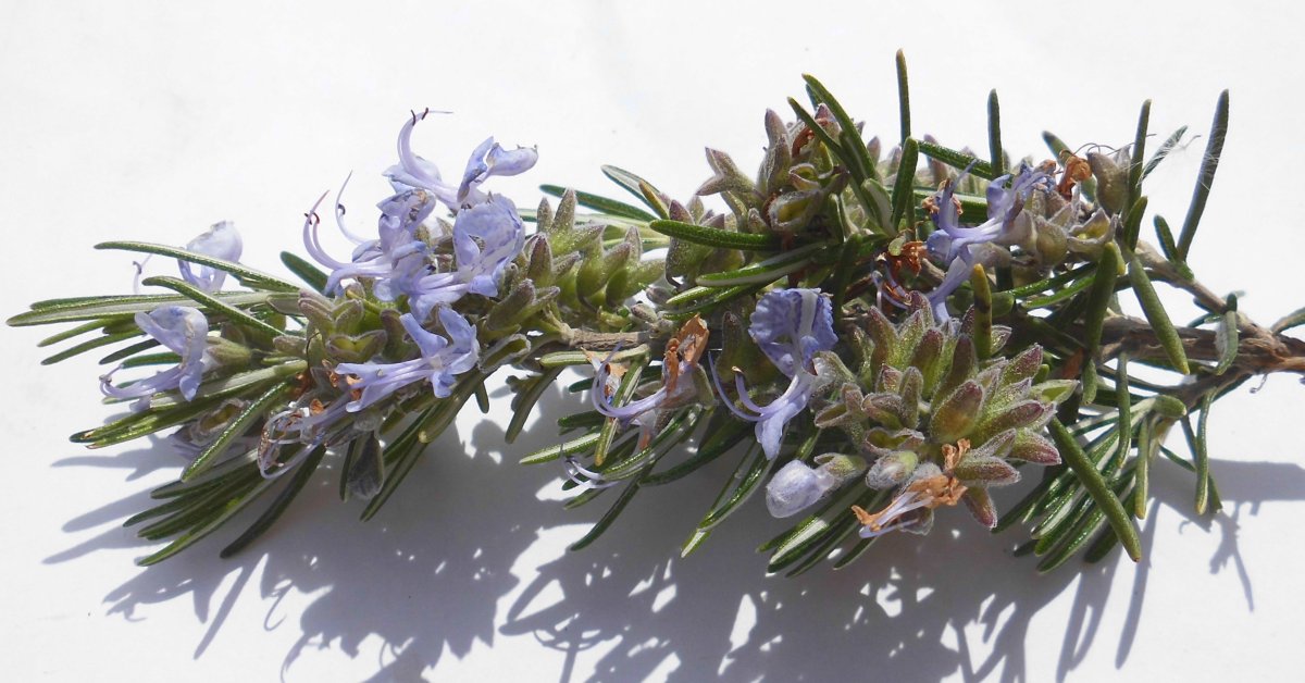 Розмарин Айдаго